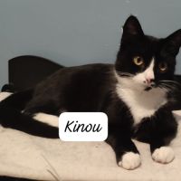 Kinou à adopter
