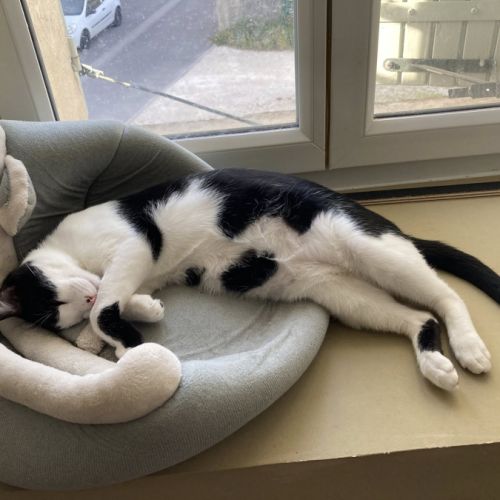 Vorace à adopter #2