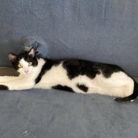 Vorace à adopter #0