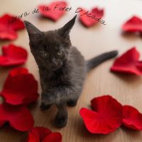 Bébé maine coon #2