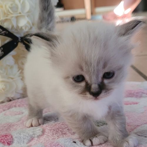 Sacré de birmanie #1