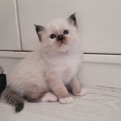 Sacré de birmanie #3