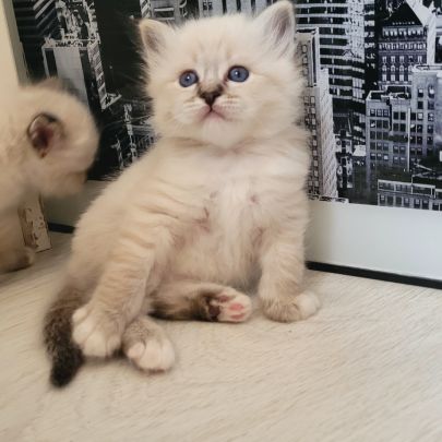 Sacré de birmanie #6