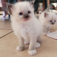 Sacré de birmanie #2