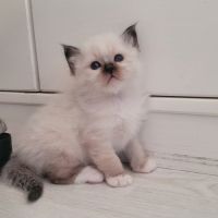 Sacré de birmanie #3