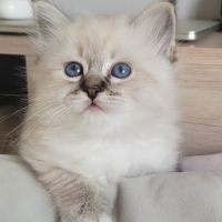 Sacré de birmanie #4