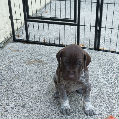 Chiots braque allemand #4