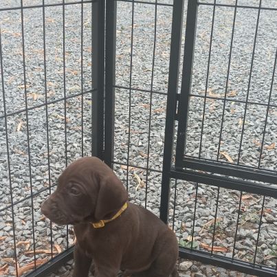 Chiots braque allemand #5