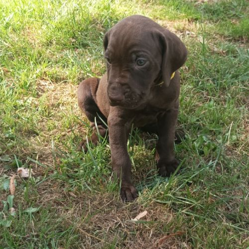 Chiots braque allemand #6