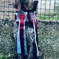 Chiots braque allemand