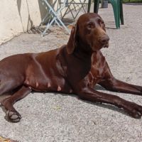 Chiots braque allemand #2