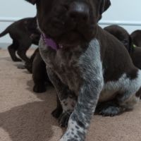 Chiots braque allemand #3