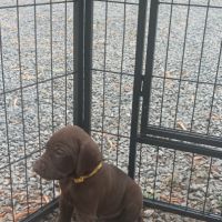 Chiots braque allemand #5