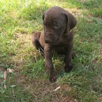 Chiots braque allemand #6