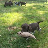 Chiots braque allemand #7