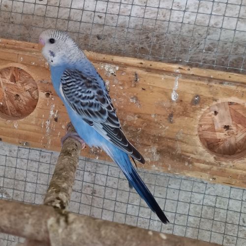 Jeunes perruches ondulées #1