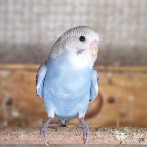 Jeunes perruches ondulées #4