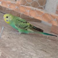 Jeunes perruches ondulées