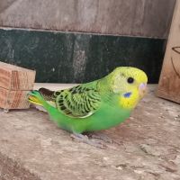 Jeunes perruches ondulées #3