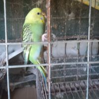 Jeunes perruches ondulées #5