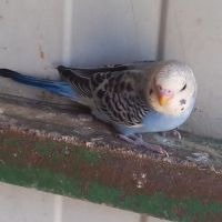 Jeunes perruches ondulées #6