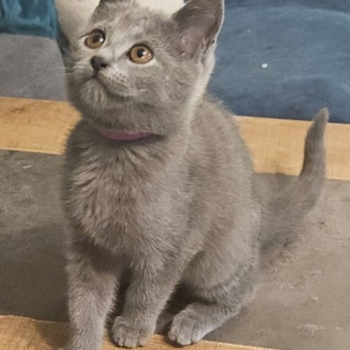 Chaton loof chartreux #1