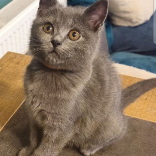 Chaton loof chartreux #2