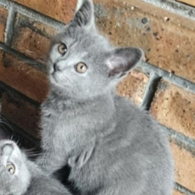 Chaton loof chartreux #6