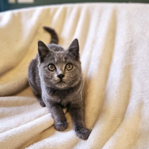 Chaton loof chartreux