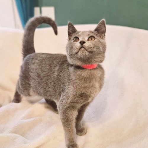 Chaton loof chartreux #9