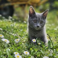 Chaton loof chartreux #3