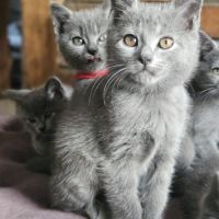 Chaton loof chartreux #5