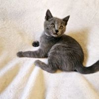 Chaton loof chartreux #7