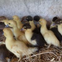 Vends canards d inde de 2 mois