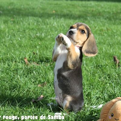 Chiots beagle lof
