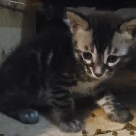 Chaton bengal brown #4