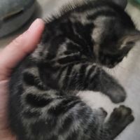 Chaton bengal brown #0