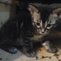 Chaton bengal brown #2