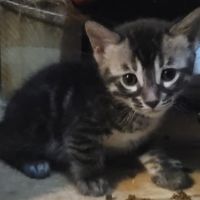 Chaton bengal brown #3