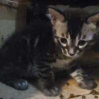 Chaton bengal brown #4