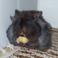 Hamster syrien angora