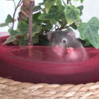 Hamster syrien angora #2