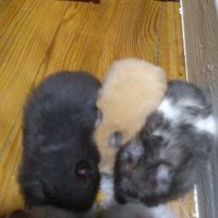 Hamster syrien angora #3