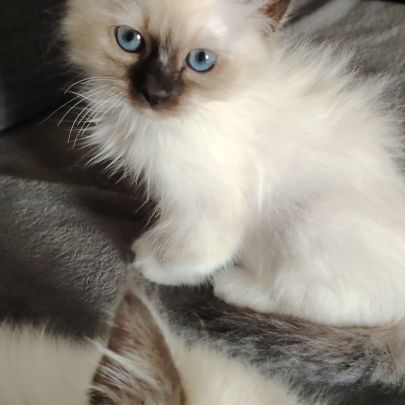 Sacré de birmanie #1