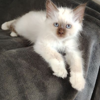 Sacré de birmanie #4