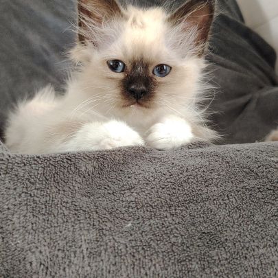 Sacré de birmanie #5