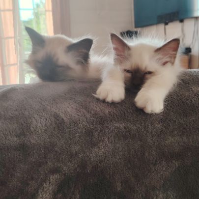 Sacré de birmanie #6