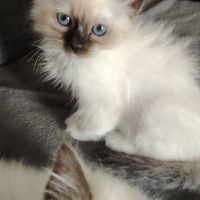 Sacré de birmanie #1