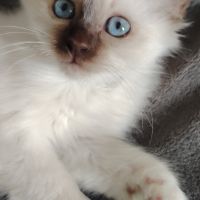 Sacré de birmanie #2