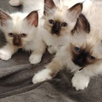 Sacré de birmanie #0